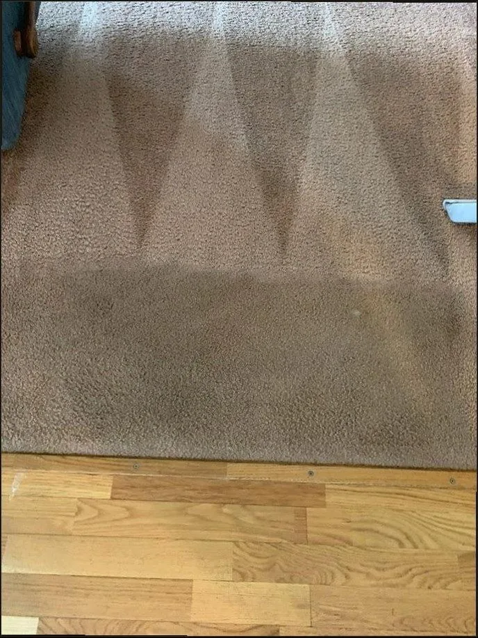 Cleaned & groomed — after in Oceanside, CA